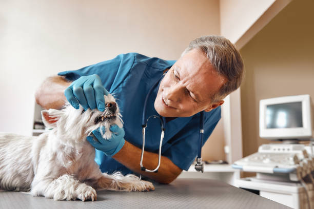  Hollywood, SC Emergency Dentist Pros